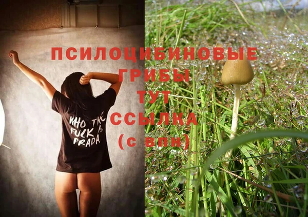 PSILOCYBIN Армянск
